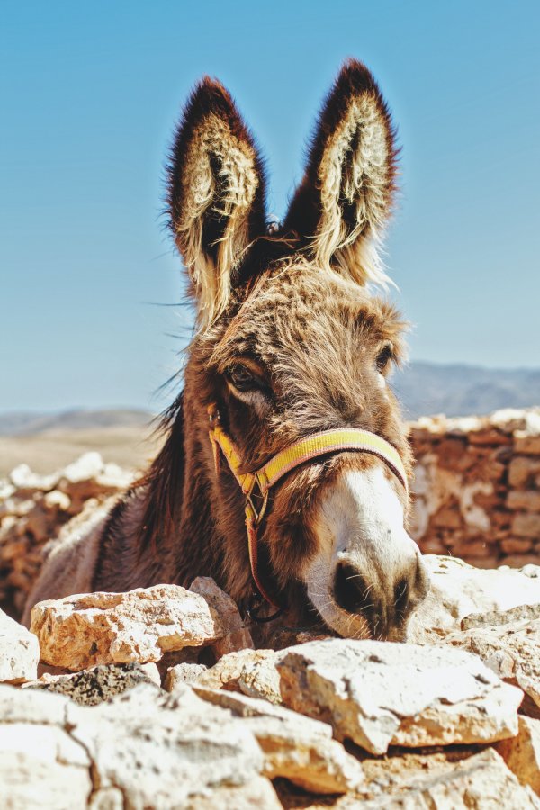 IMPERIA:image_alt_1_5